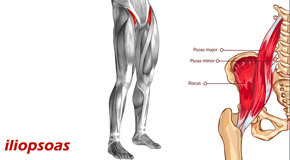 New Roads Back Pain and Iliopsoas Muscle Link