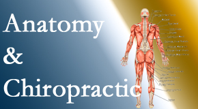 New Roads Chiropractic Center confidently delivers chiropractic care based on knowledge of anatomy to diagnose and treat spine related pain.