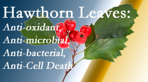 New Roads Chiropractic Center shares new research regarding the flavonoids of the hawthorn tree leaves’ extract that are antioxidant, antibacterial, antimicrobial and anti-cell death. 