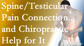 New Roads Chiropractic Center explains recent research on the connection of testicular pain to the spine and how chiropractic care helps its relief.
