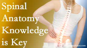 New Roads Chiropractic Center knows spinal anatomy well – a benefit to everyday chiropractic practice!