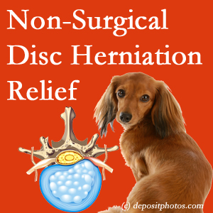 Often, the New Roads disc herniation treatment at New Roads Chiropractic Center successfully relieves back pain for those with disc herniation. (Veterinarians treat dachshunds’ discs conservatively, too!) 